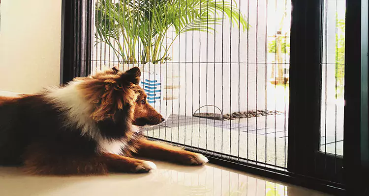 Sliding Screen Pet Door Repair in Marco Island, FL