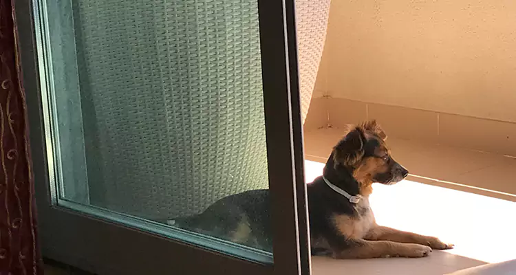 French Door Pet Screen Repair in Marco Island, FL